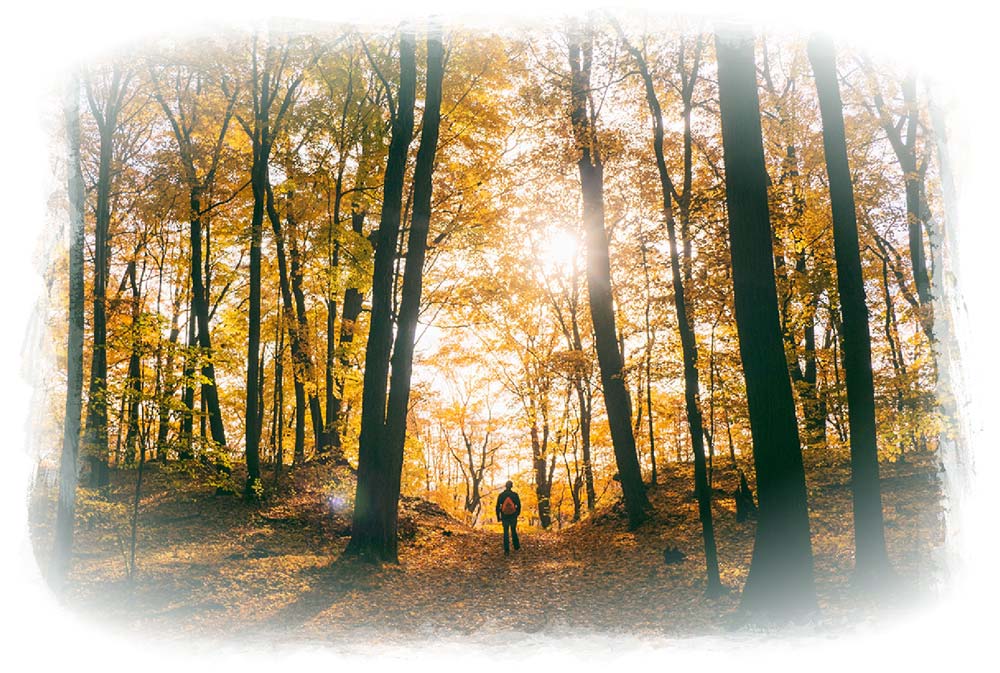 Template-Revel-Life-Images-Website_forest-Optimized