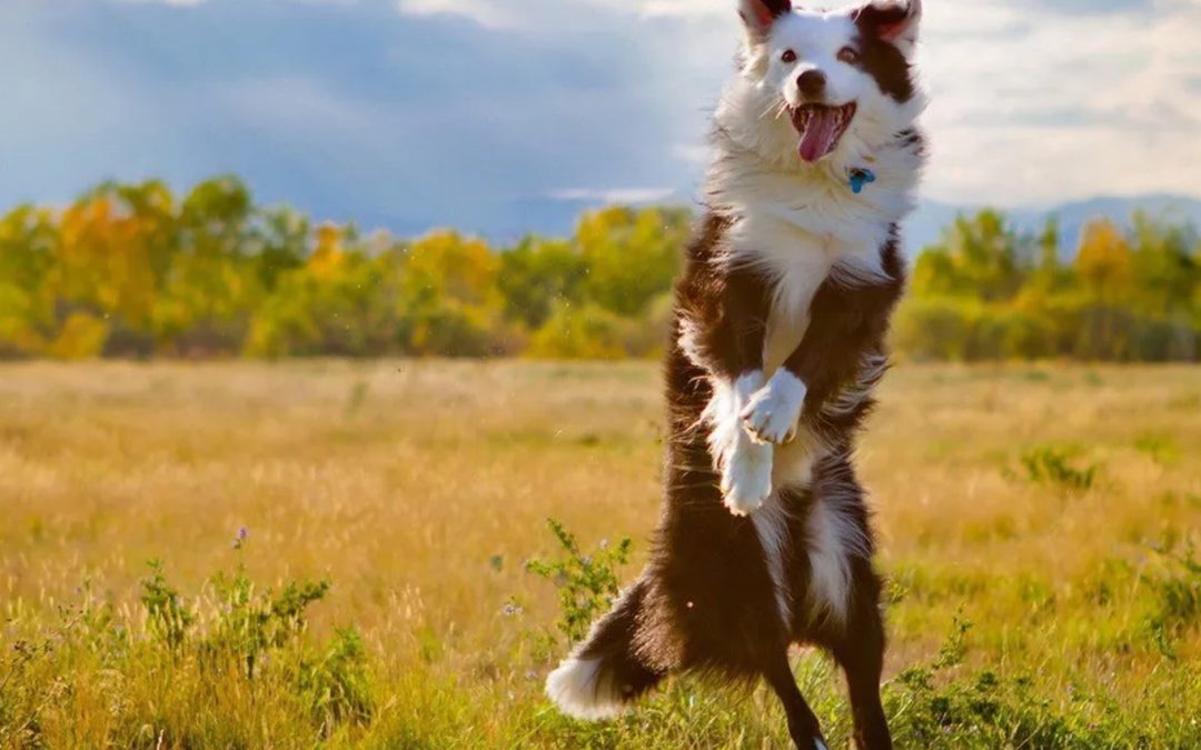 God’s First Outburst Toward Us is ALWAYS Like that of a Happy, Squealing Dog!