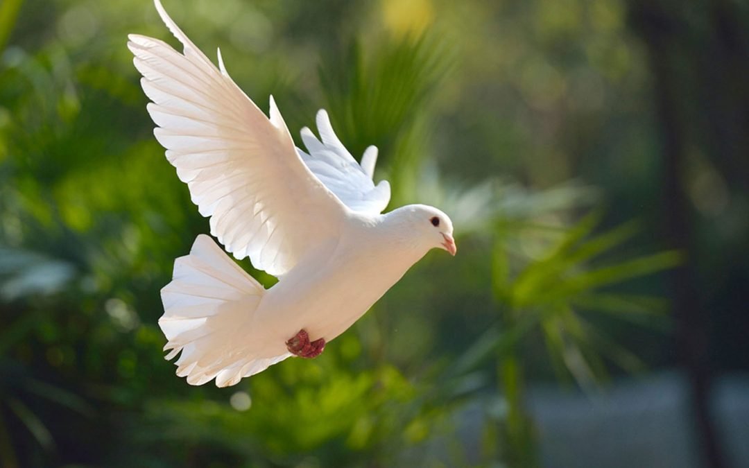 The Eradication of Sin